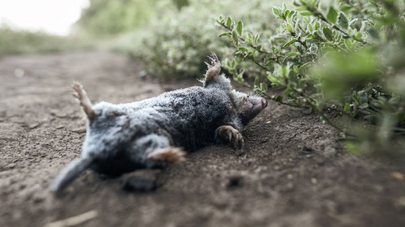 Mole Extermination detail