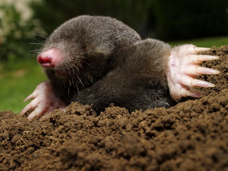 Mole Extermination